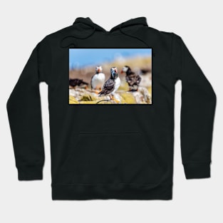 Atlantic Puffin with Sand Eels Hoodie